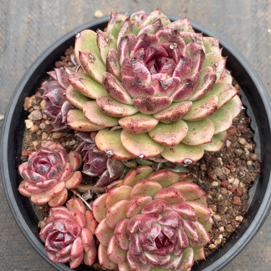 金色玫瑰大群生16公分以上