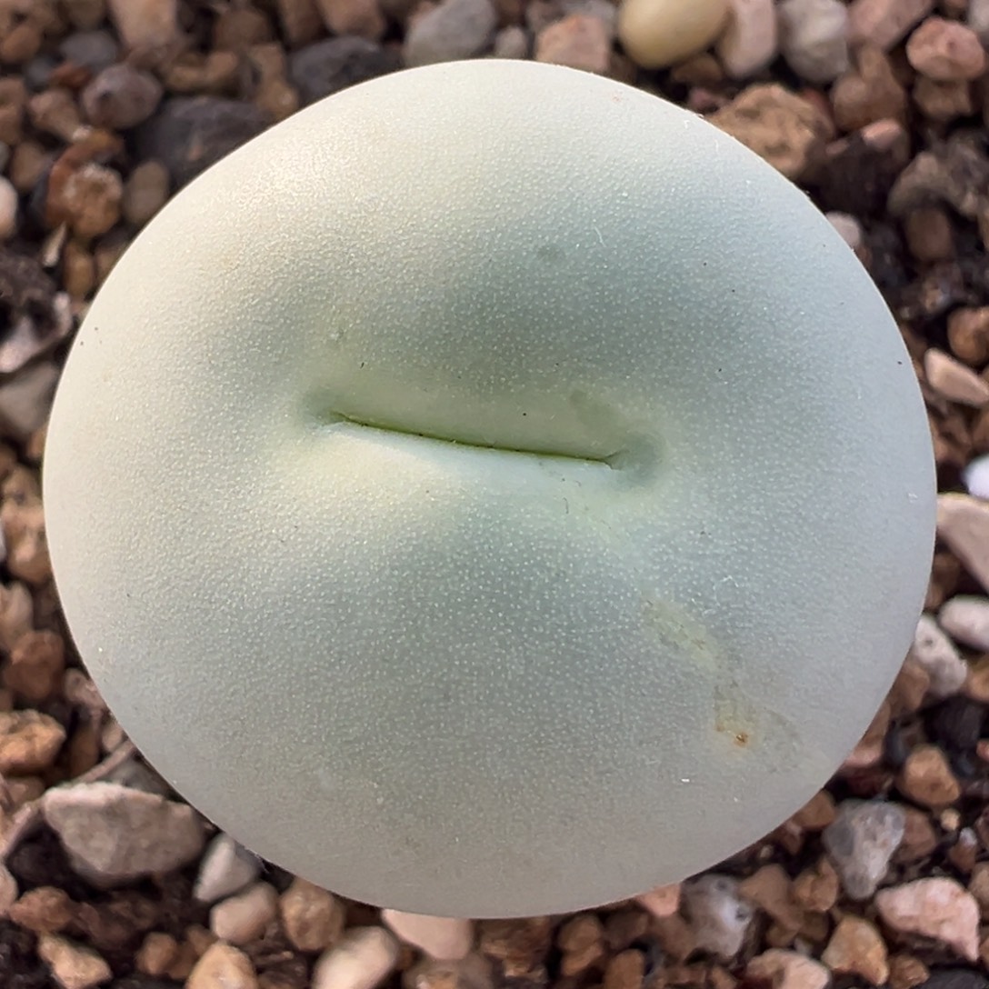 2.4厘米鸽子蛋母本带盆