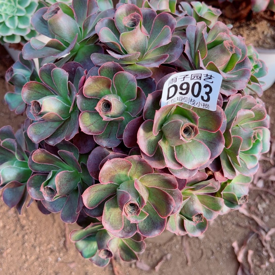 903魅金玫瑰尺寸雨子多肉植物
