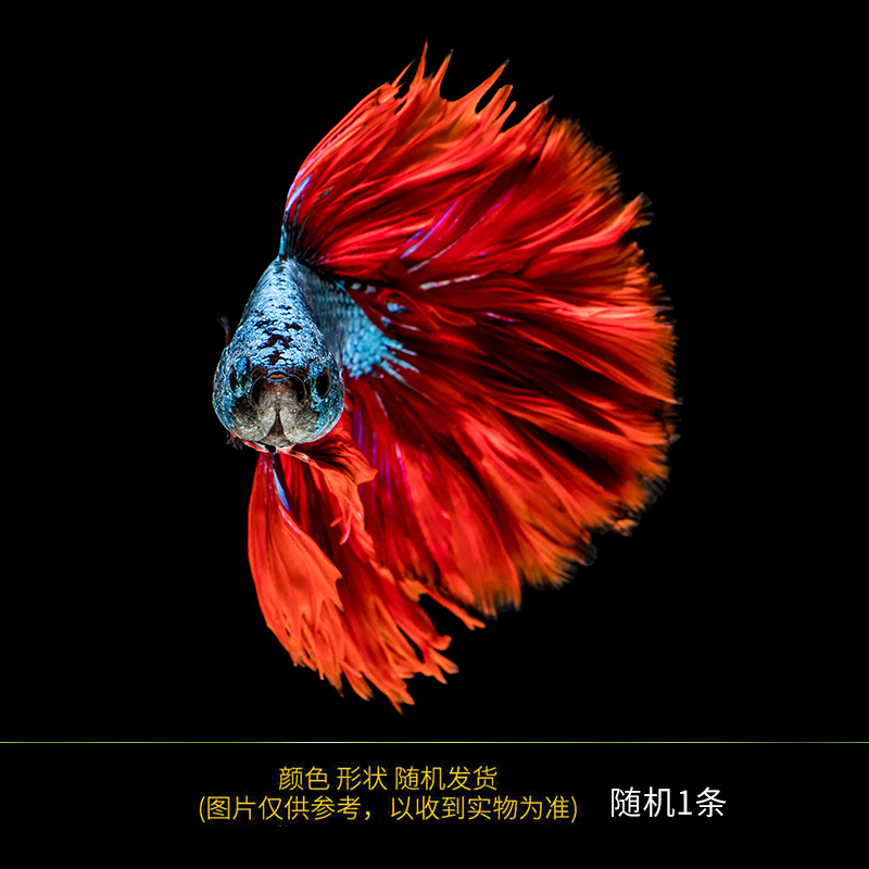 【直播专用】泰国斗鱼活体半月将军鱼苗热带鱼包邮观赏鱼活体新手