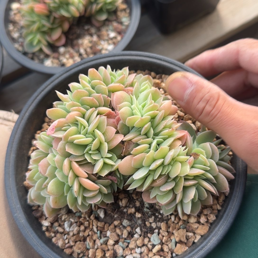 星纳塔缀五十包邮