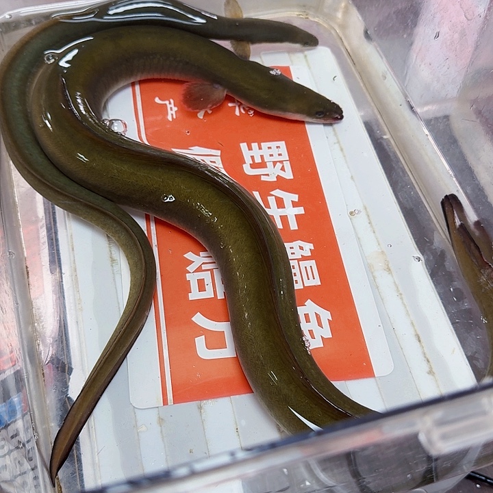 野生鳗鱼包活到家