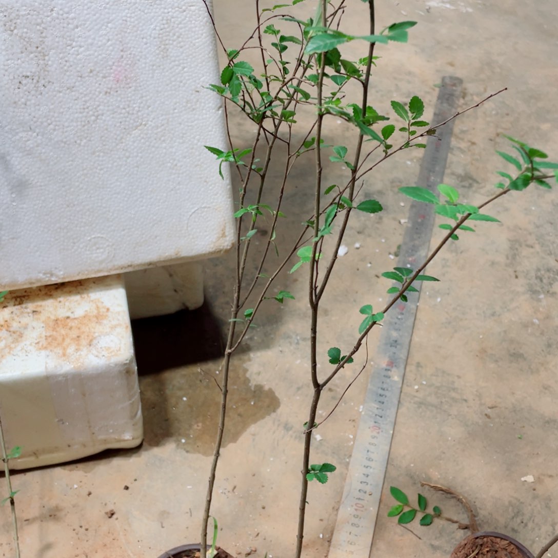 完全开放花*附石苗