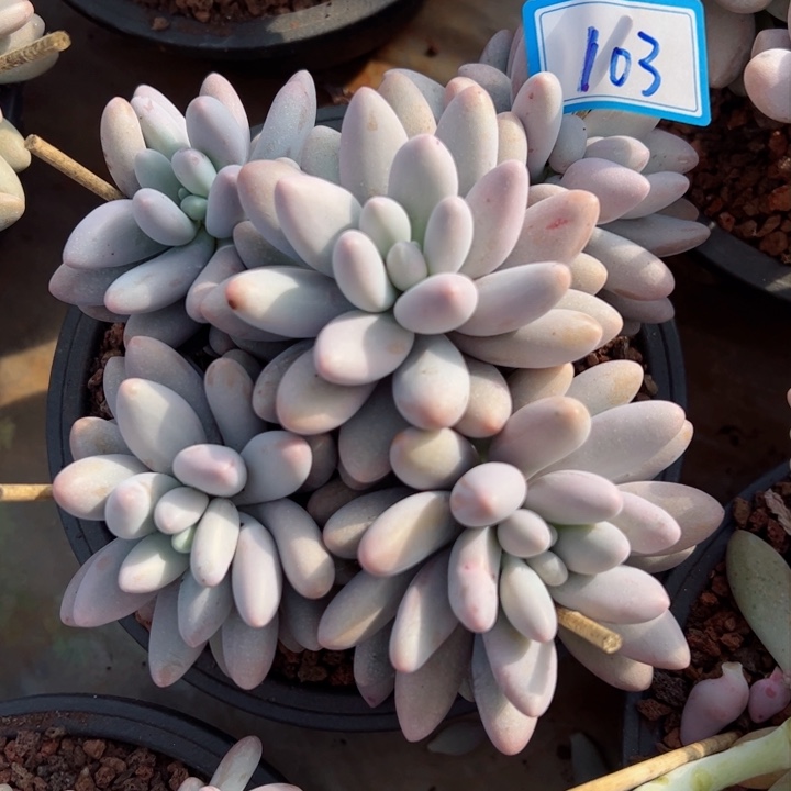 103粉恋平平安安健健康康