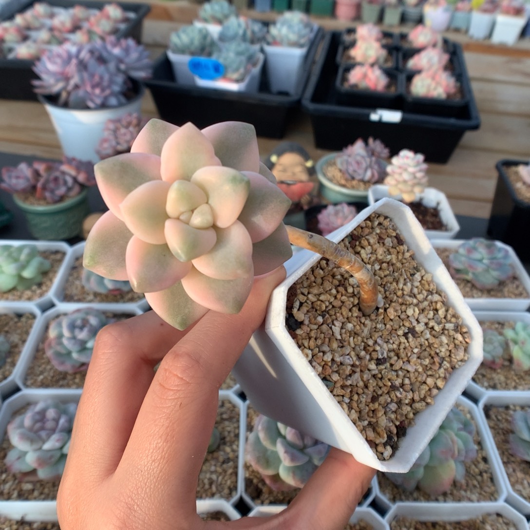 美杏锦多肉植物一物一拍