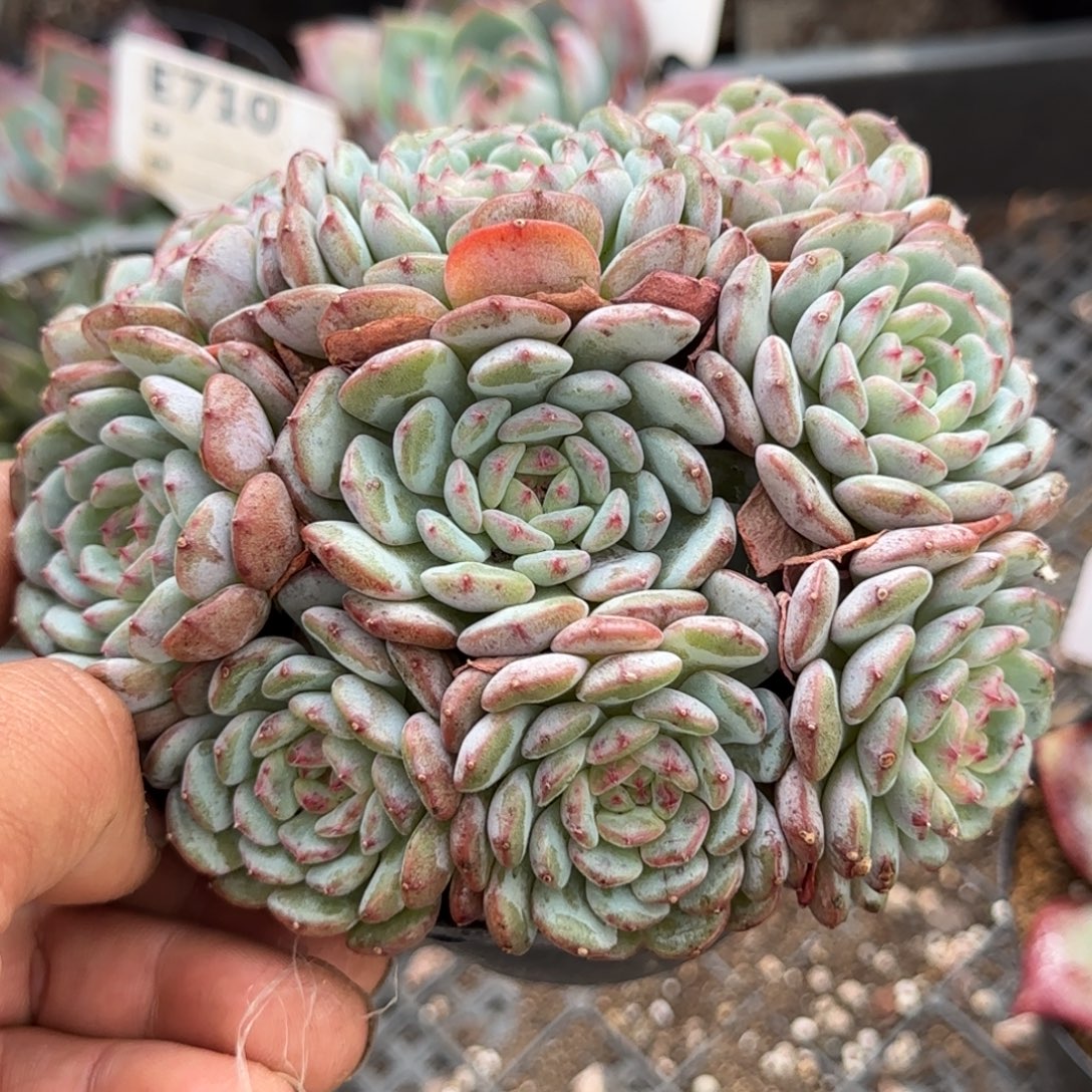 白胖子一物一拍包装收缩花旱