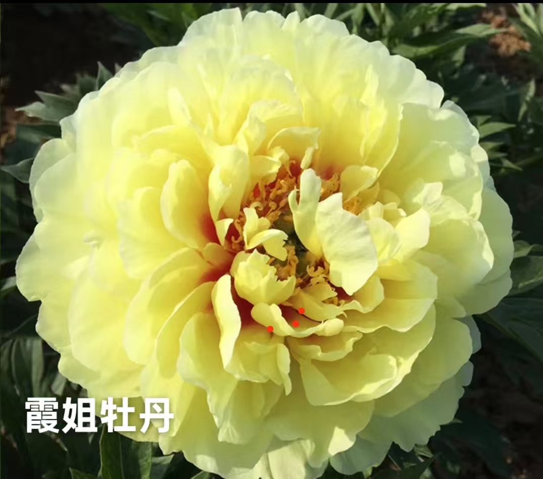 【芭茨拉】进口芍药，黄色系重瓣大花，适合阳台庭院地栽，基地直发