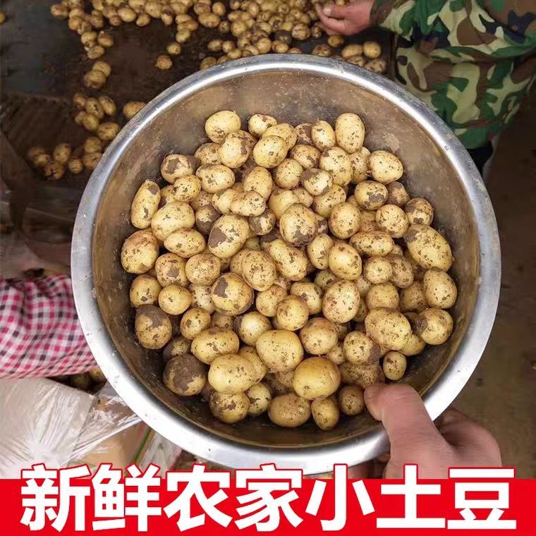 【富硒土豆】湘西小土豆新鲜现挖黄心小个马铃薯洋芋粉糯沙面5斤