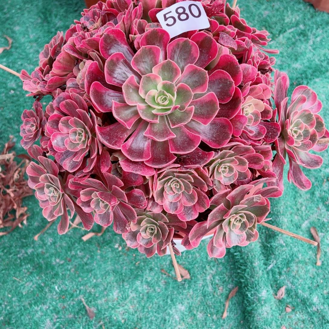 580爱神法师多肉植物