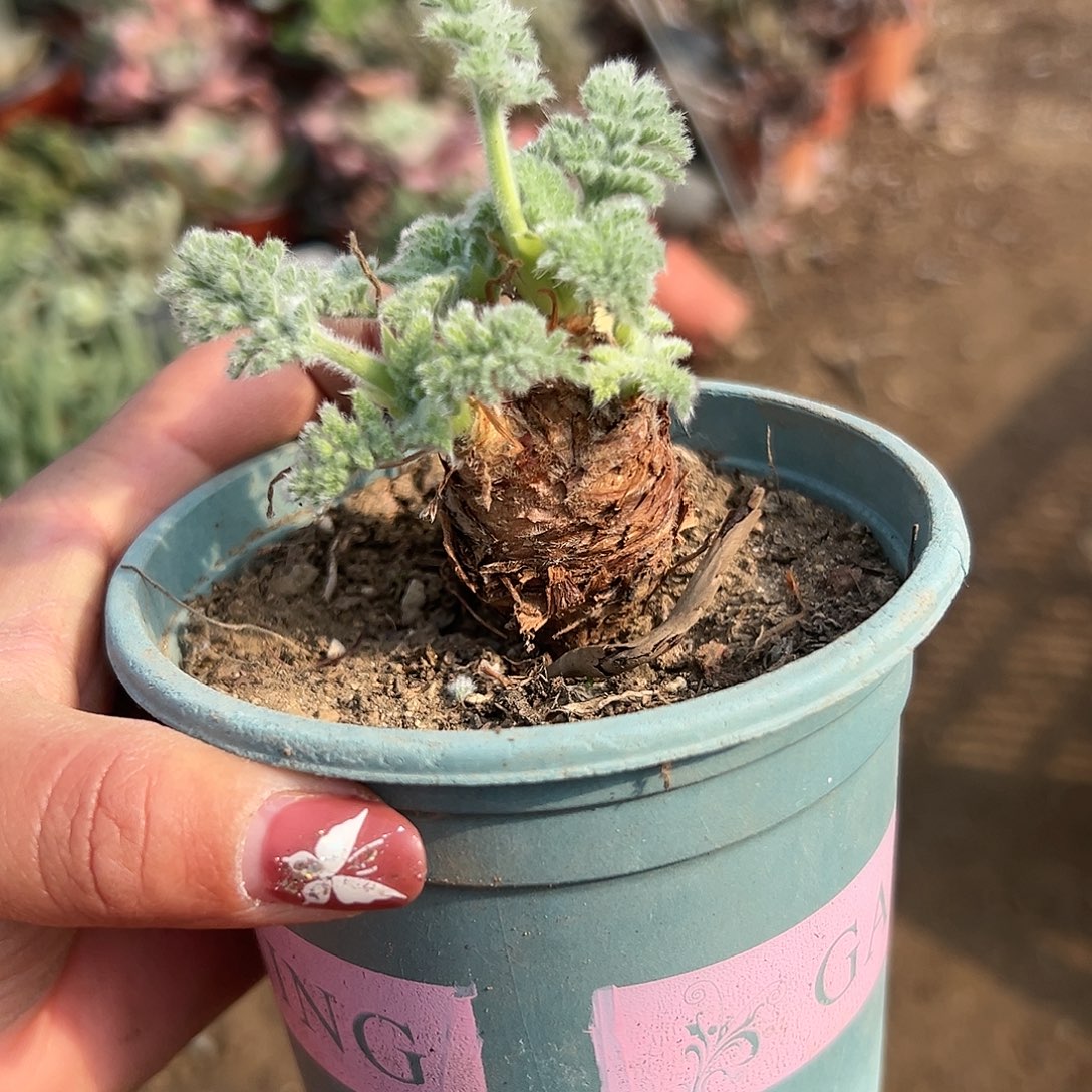 多肉植物雨衣洋葵