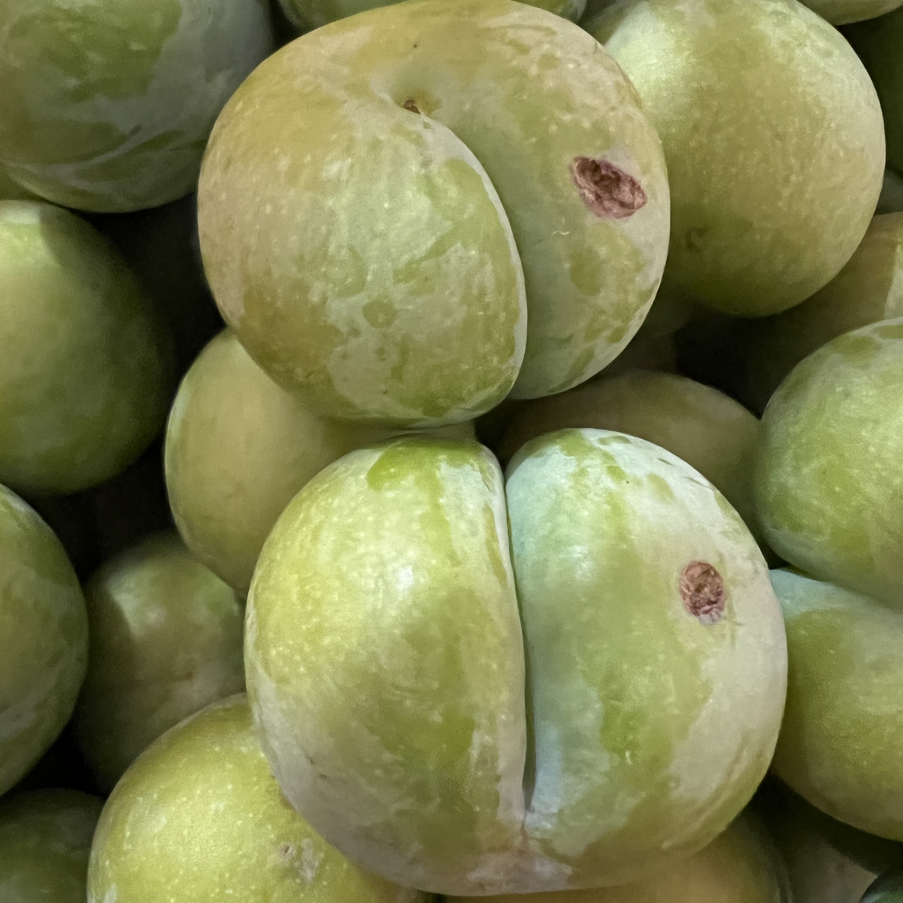 【种果果】安顺镇宁六马打帮良田核心产区蜂糖李冰雹果伤疤果裂口果 自己独吃划算到家贵州省