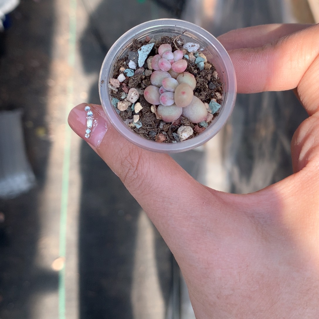 苹果奶苹果奶苹果奶多肉