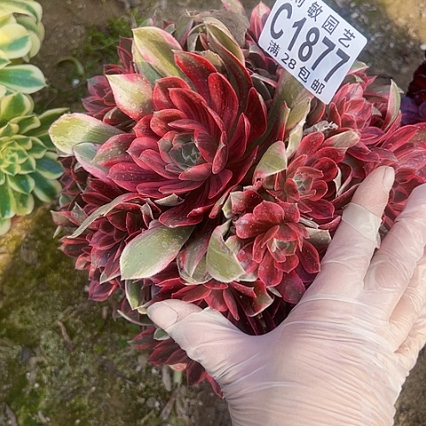 浣纱多肉植物法师法师1877