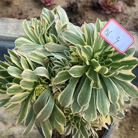 多肉植物金丝156