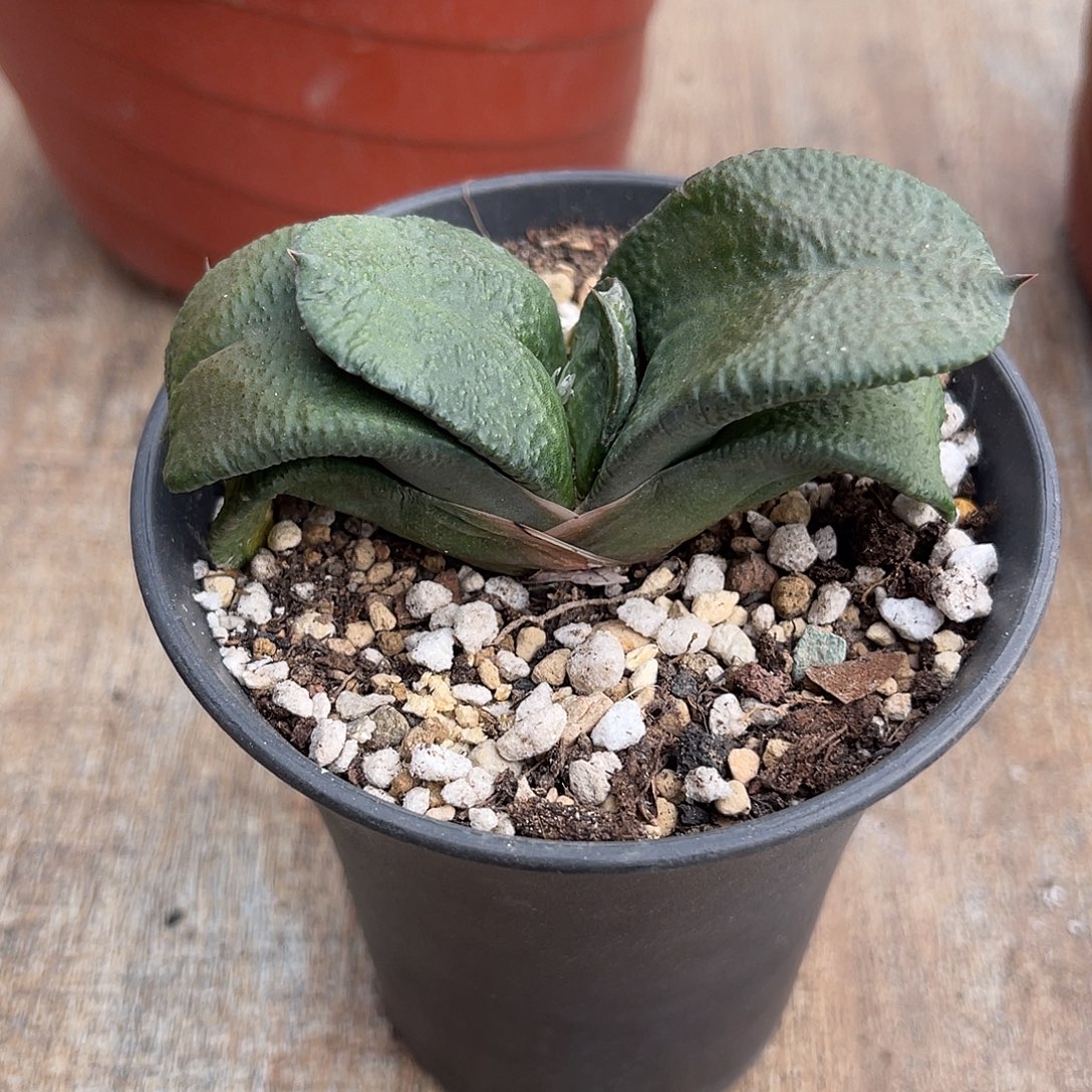 卧牛一物一拍下单包邮