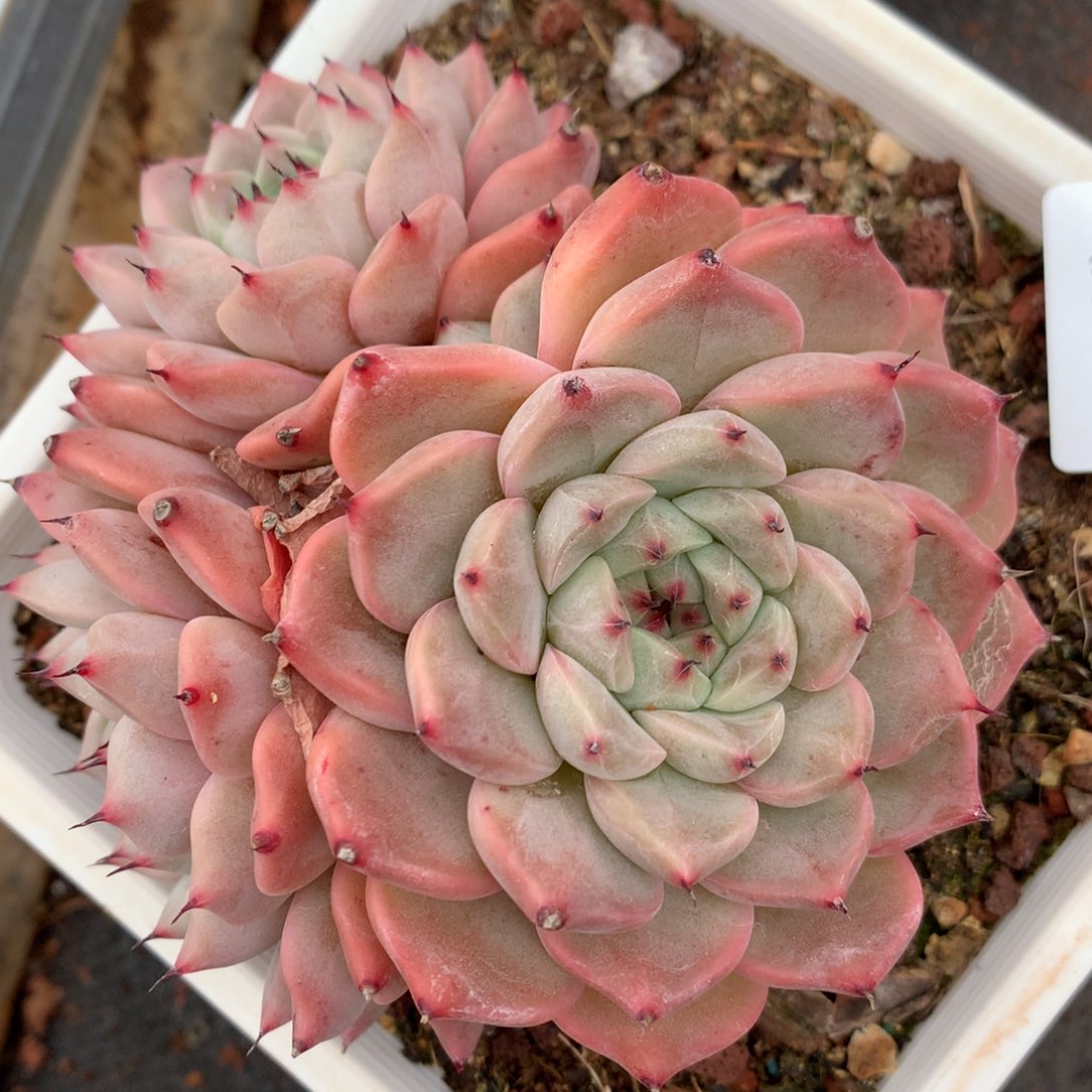 3238杂交多肉植物