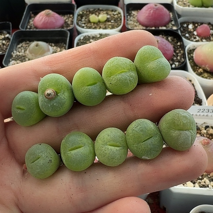 老马生石花翠光玉2324