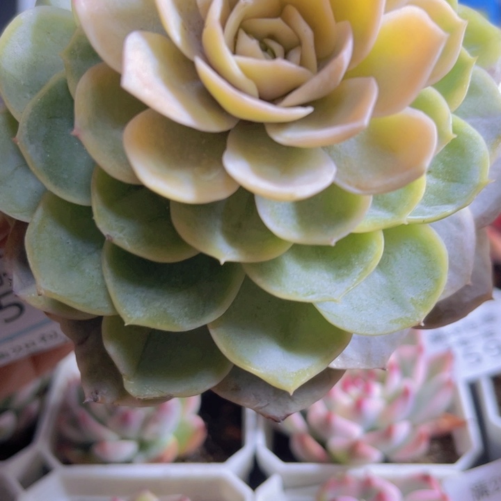 蓝色惊喜锦多肉植物752