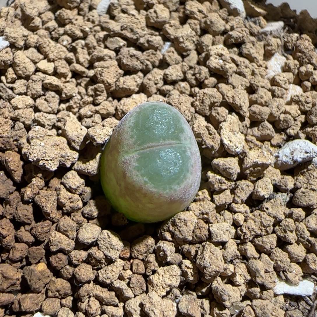 肉锥多肉植物组合-胖虎193