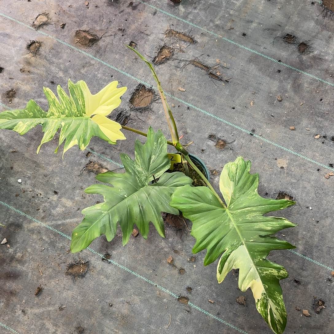 b***.无花朵美人杂焦糖F2