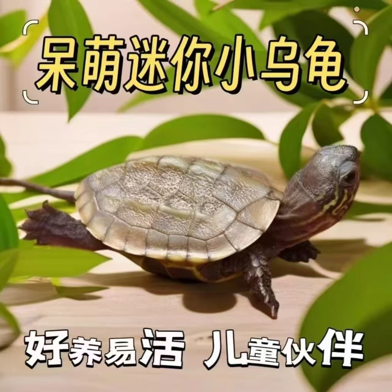 观赏龟龟活体龟精选