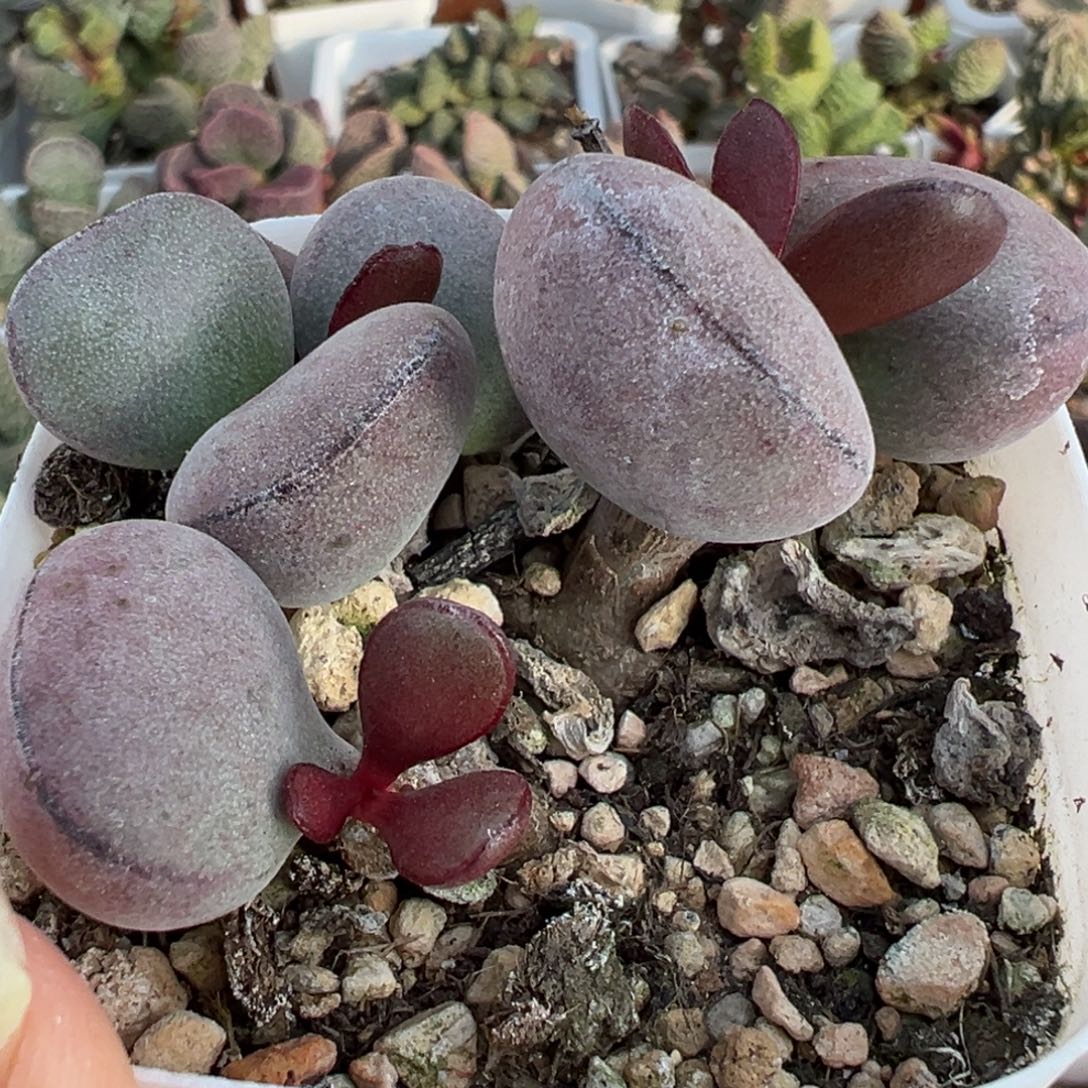 球球紫蛋多头纯木质桩多肉植物