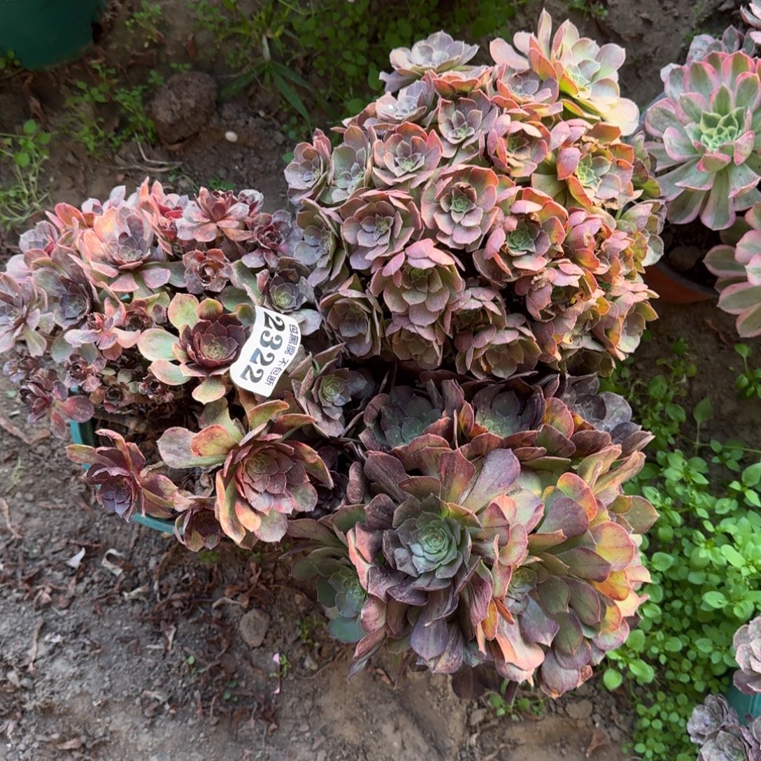 17-9万圣节 墨染送万七彩2322