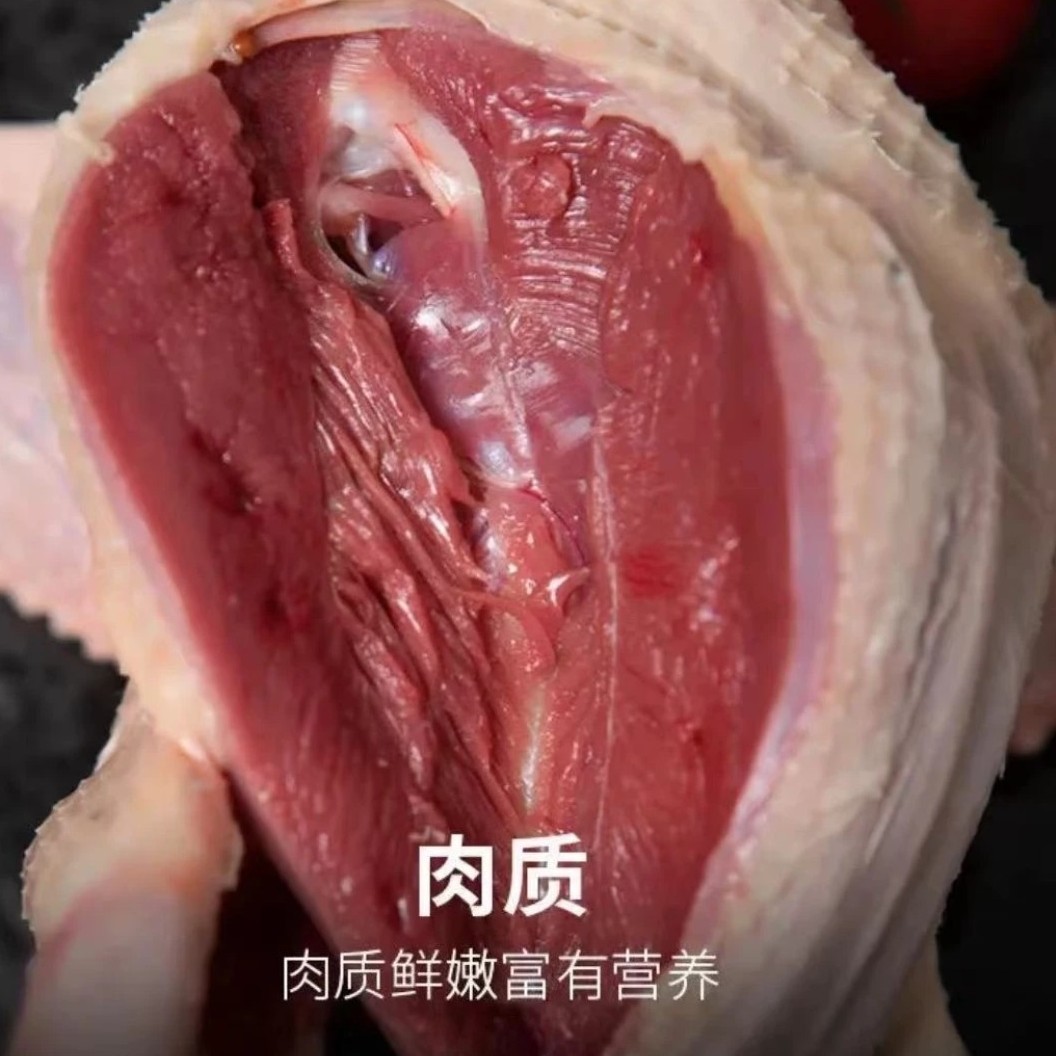 鸽子肉新鲜现杀农家散养土鸽乳鸽老鸽子煲汤现杀新鲜顺丰包邮