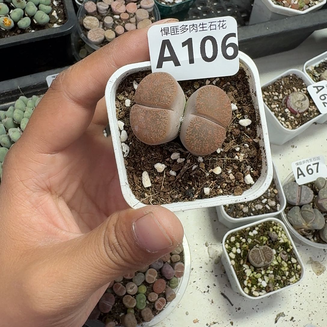 106多肉植物多肉植物