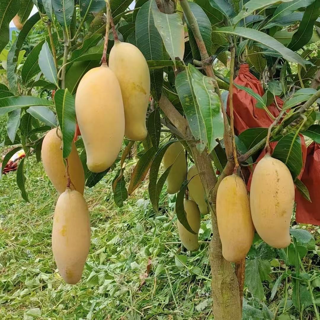 金煌芒果树四季贵妃台农桂七奥芒凯特嫁接苗庭院盆栽地栽