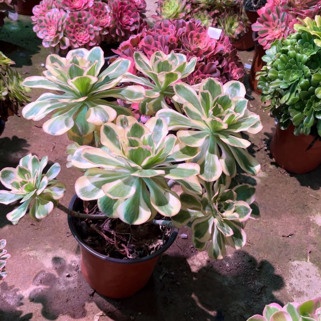 多肉植物燕姿244