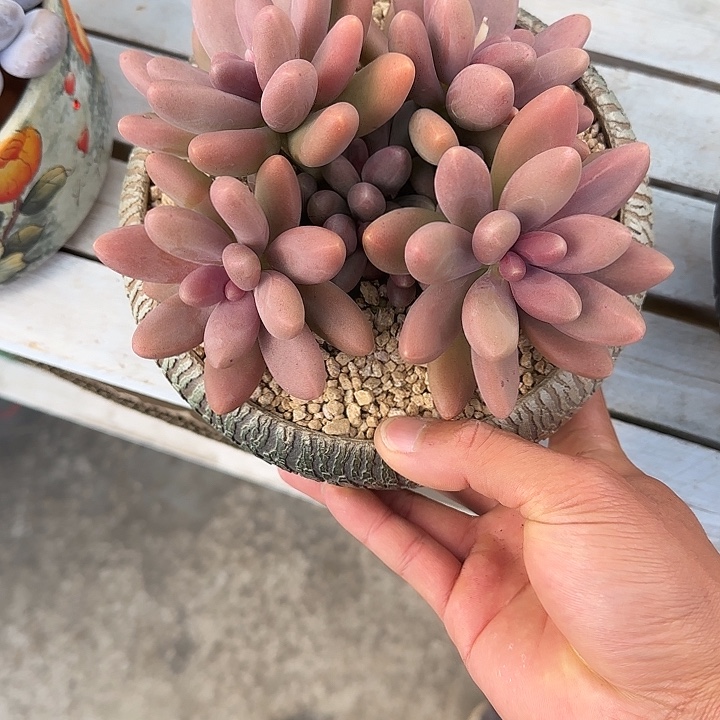 多肉植物糖果美人