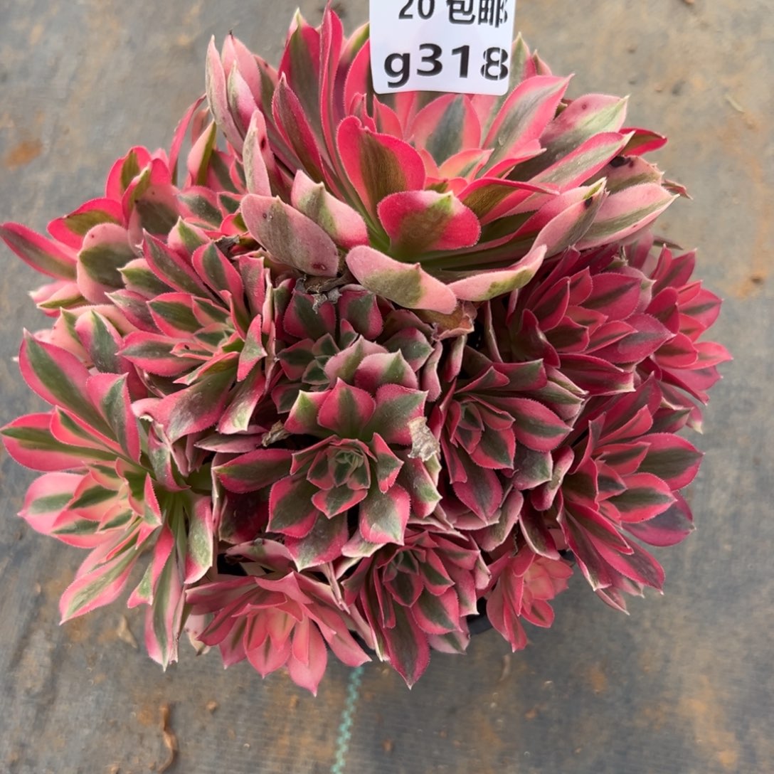 318女巫，满20包邮嘟叮熊