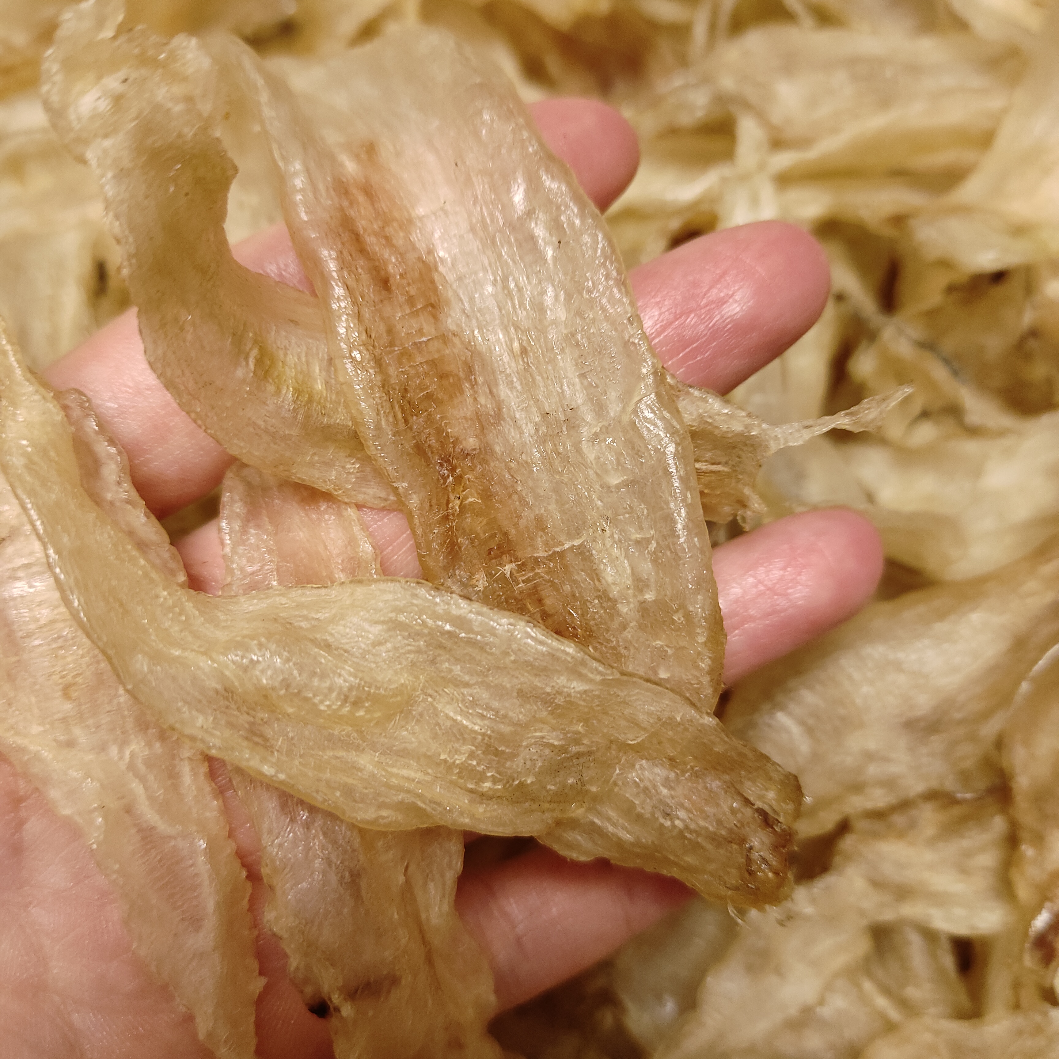 本港金龙胶自晒野生海钓黄花胶