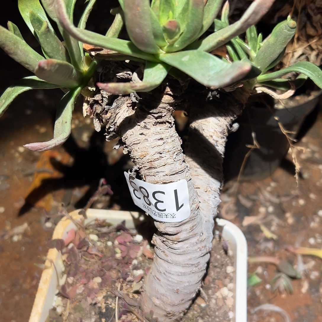 青岗苹果叶仙女杯多肉处理