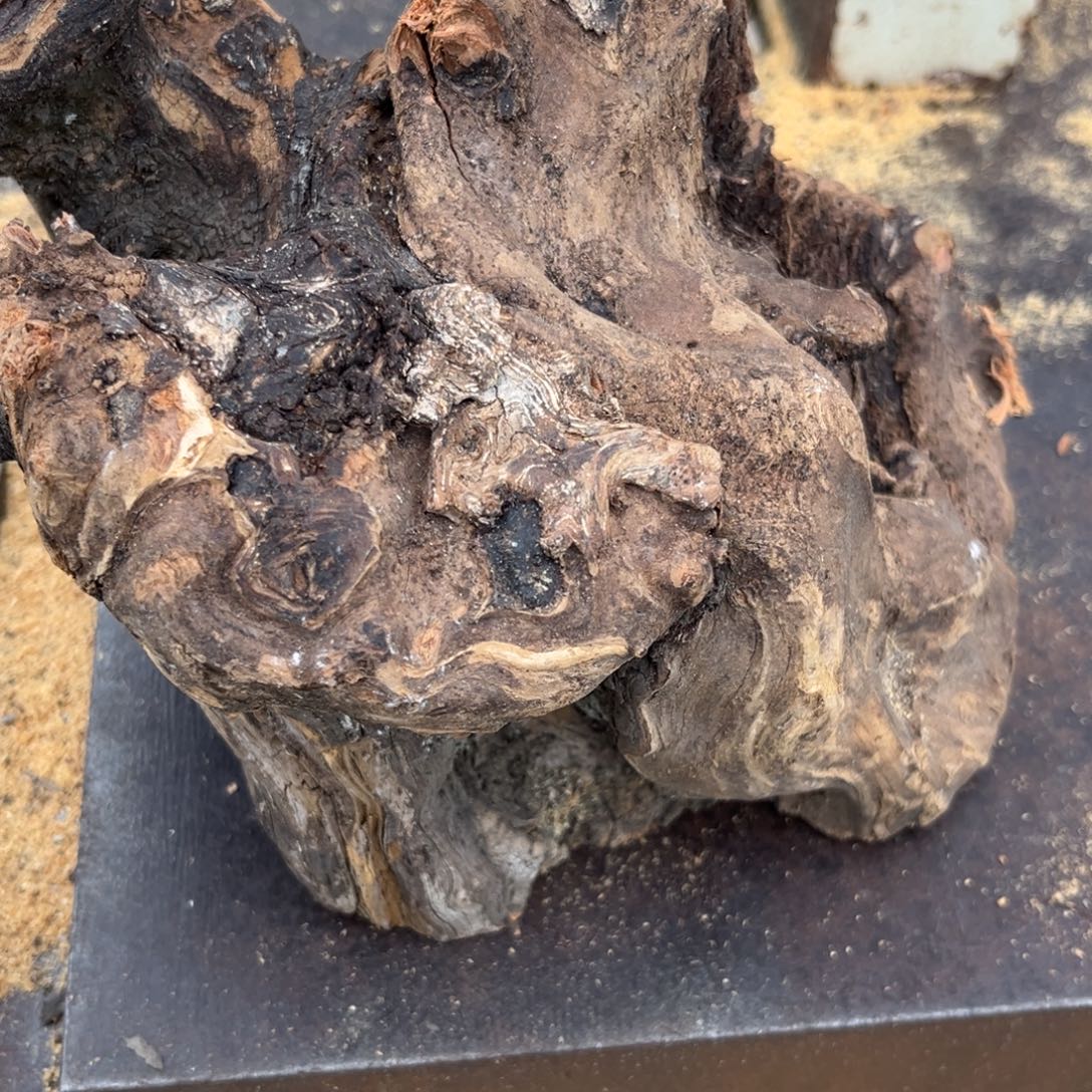 t***5柏木南太行崖柏坨坨3