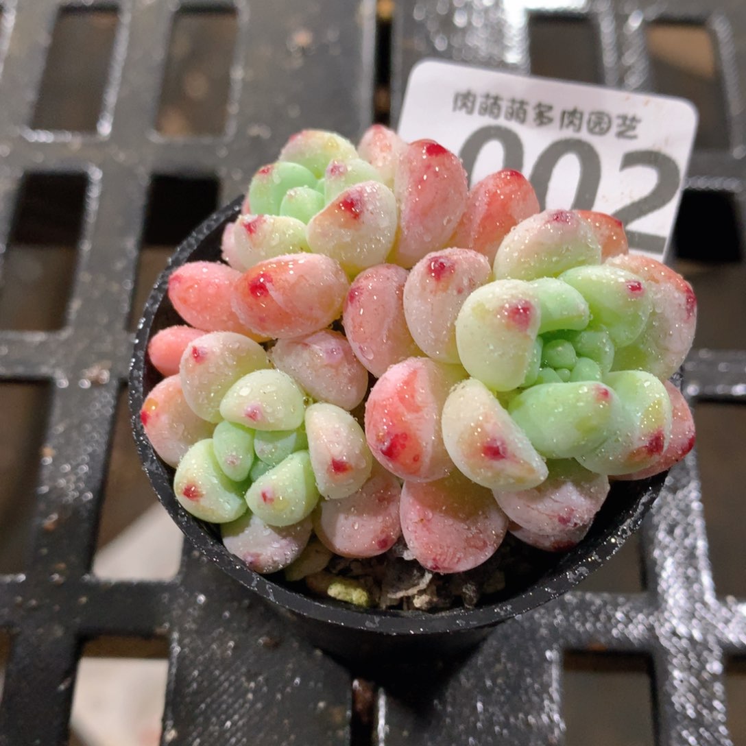 肉萌萌拇指盆精控多肉YS002