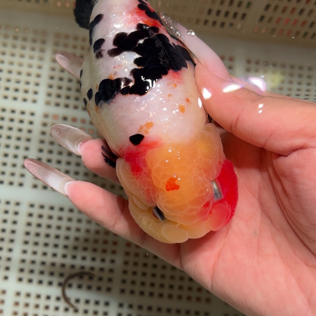 杨***酷金鱼拍包装包邮，不该包装运费到付