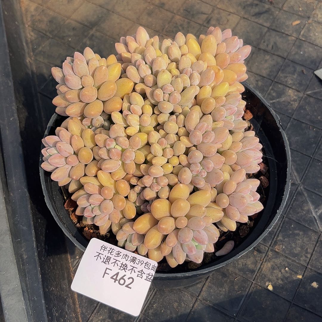 462-星黛露多肉12cm