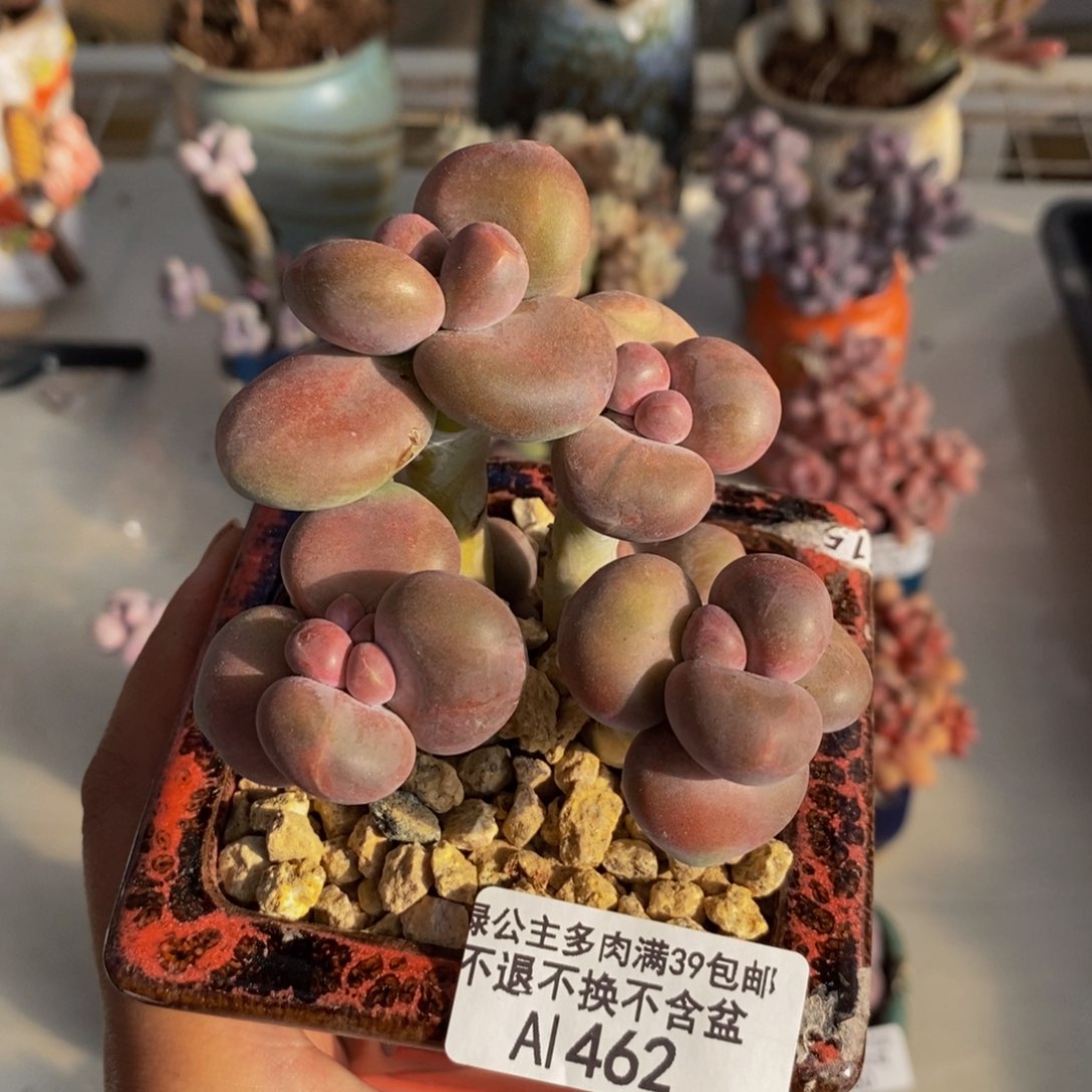 462芒果奶kk奶多肉7c m