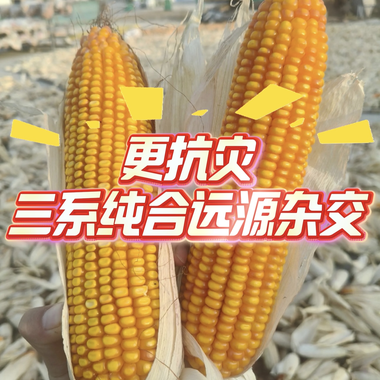 三系纯合远源杂交抗倒耐高温抗青枯高产玉米种子好日子738