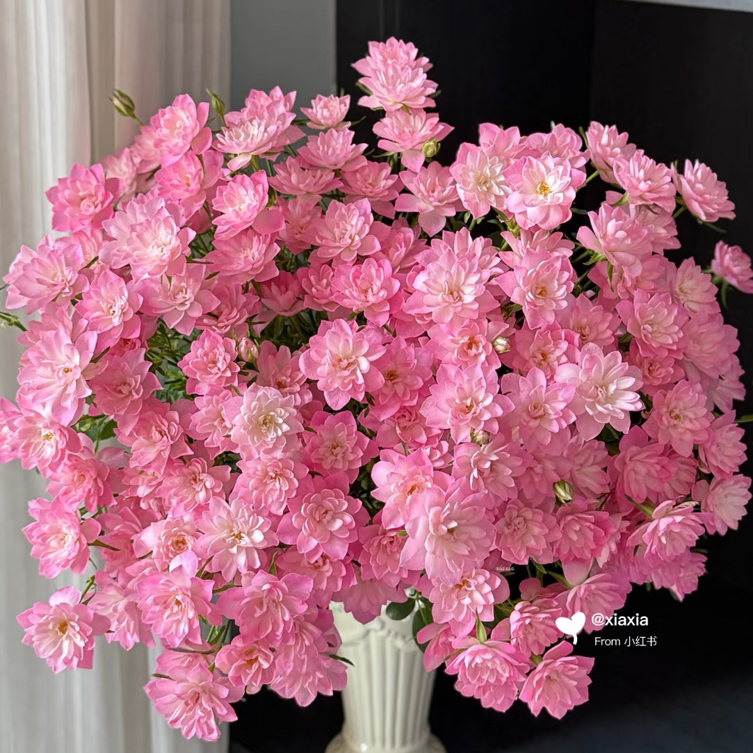 【花甜悦夏优选】天河繁星多头玫瑰（百分之十不售后2个订单包邮