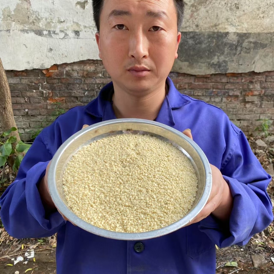 火麻仁 河北火麻仁种植的净籽