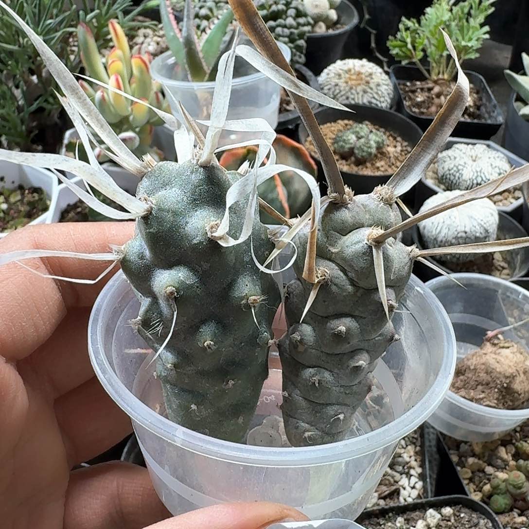 878纸刺武藏野2个一份无根侧芽