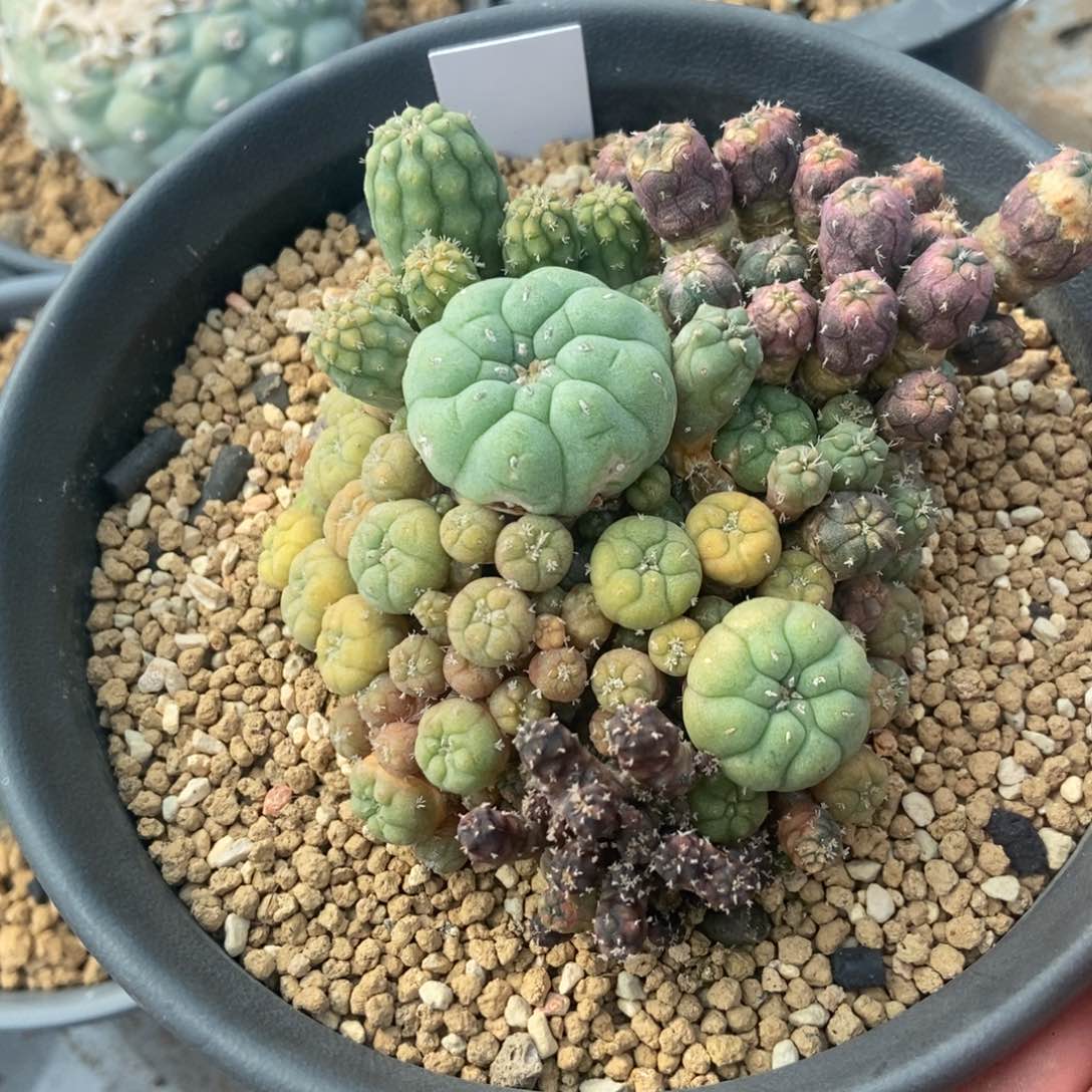七彩鱼群锦带刺仙人球