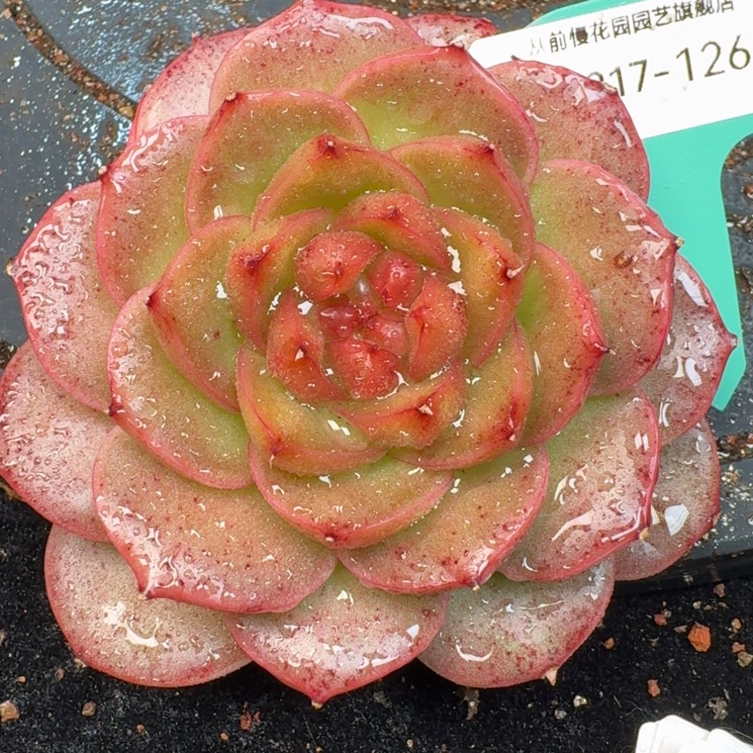 从前慢多肉精选编号1217.126