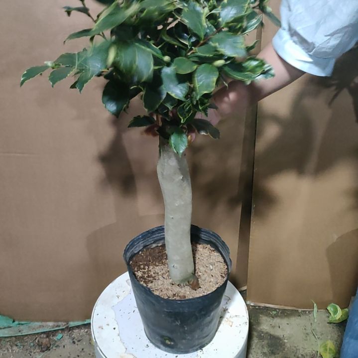 黄*499金边三塞，原盆原土发货，不包邮