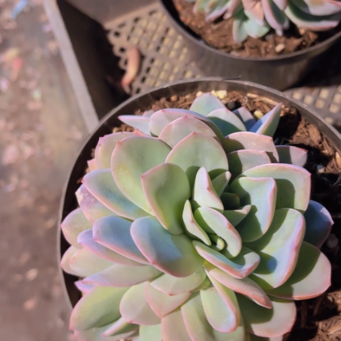 【闪购商品】布鲁蓝朵朵24331