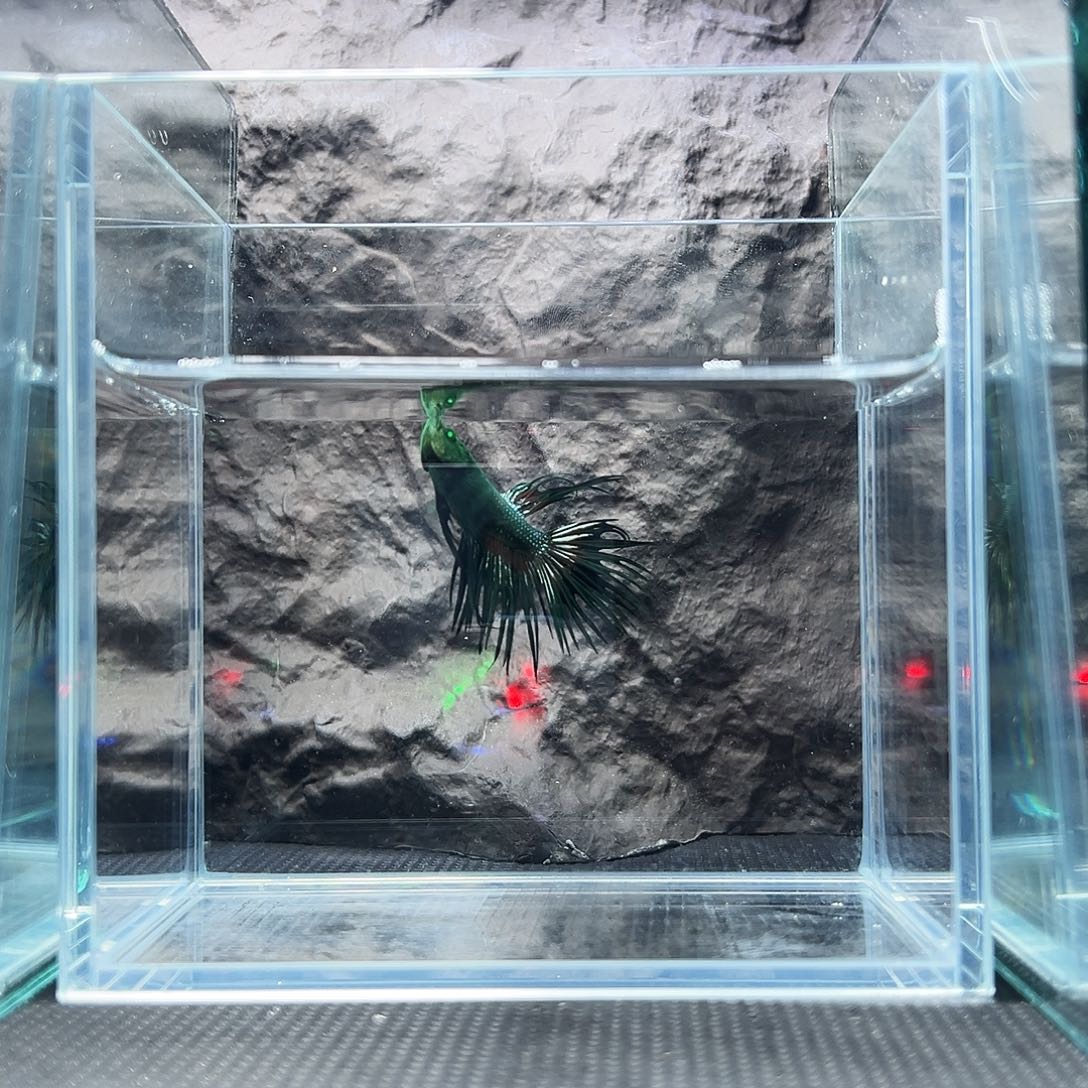 斗鱼精品家哦精品家哦家哦