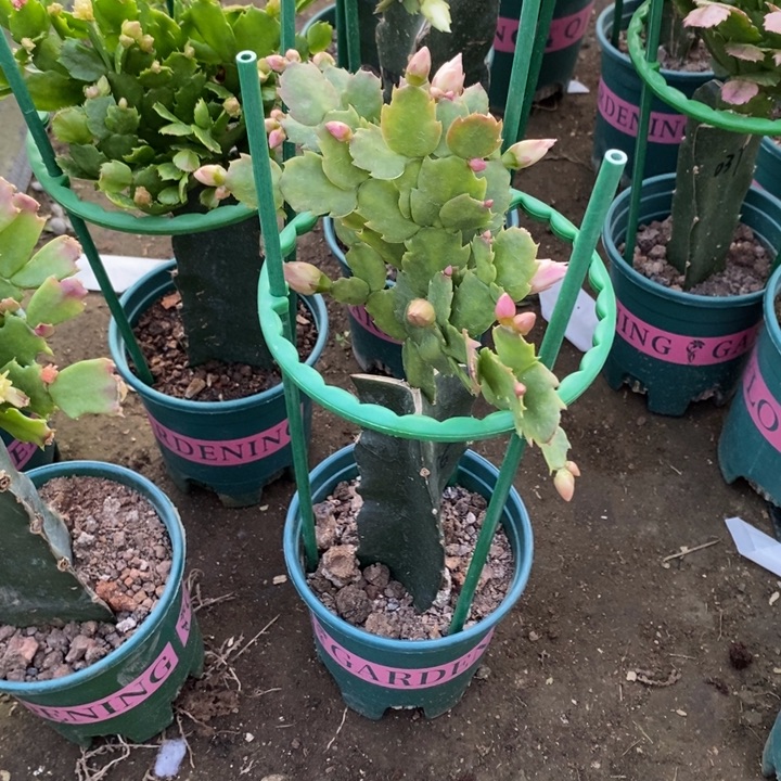 亩***五完全开放086重瓣花